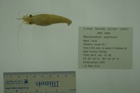 Macrobrachium acanthurus image
